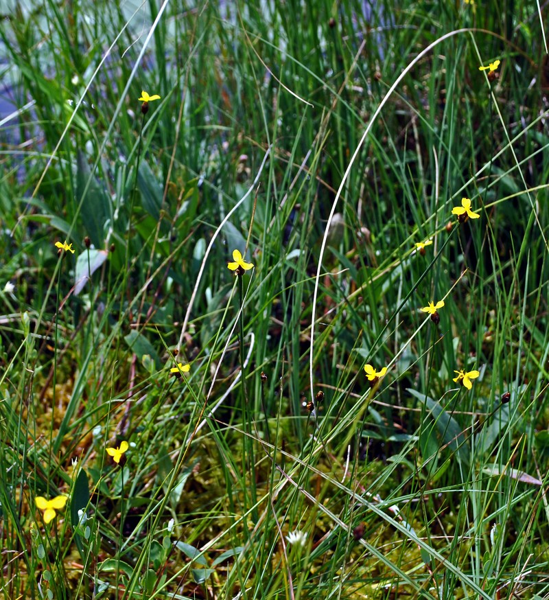 Northern Yelloweyed Grass
