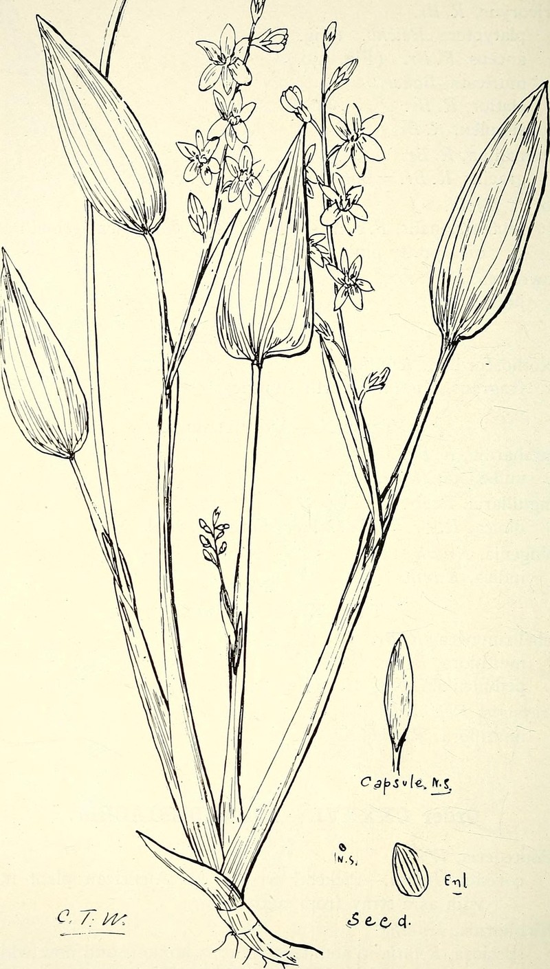Fewflowered Yelloweyed Grass photo 4
