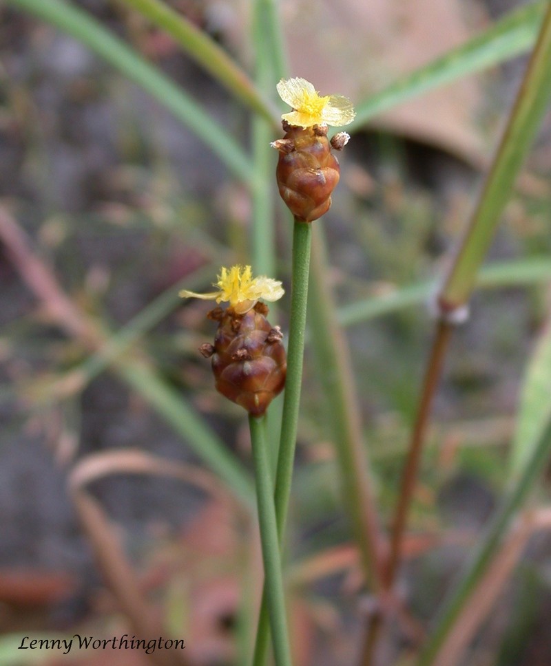 Fewflowered Yelloweyed Grass photo 5