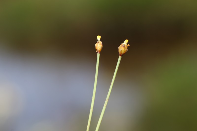 Fewflowered Yelloweyed Grass photo 6