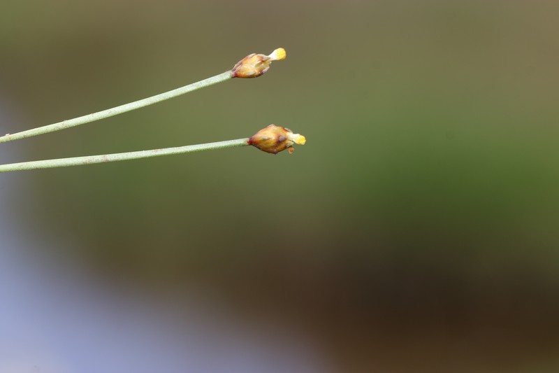 Fewflowered Yelloweyed Grass photo 7