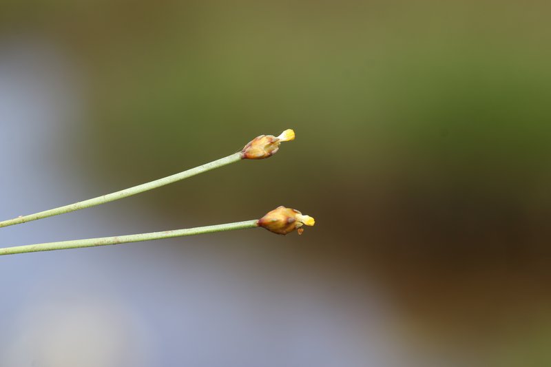Fewflowered Yelloweyed Grass photo 8