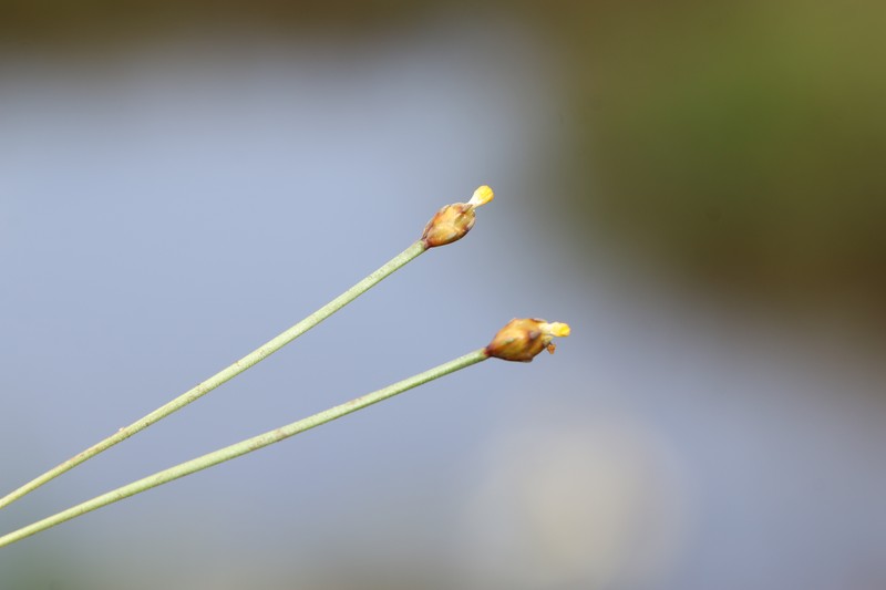 Fewflowered Yelloweyed Grass photo 2