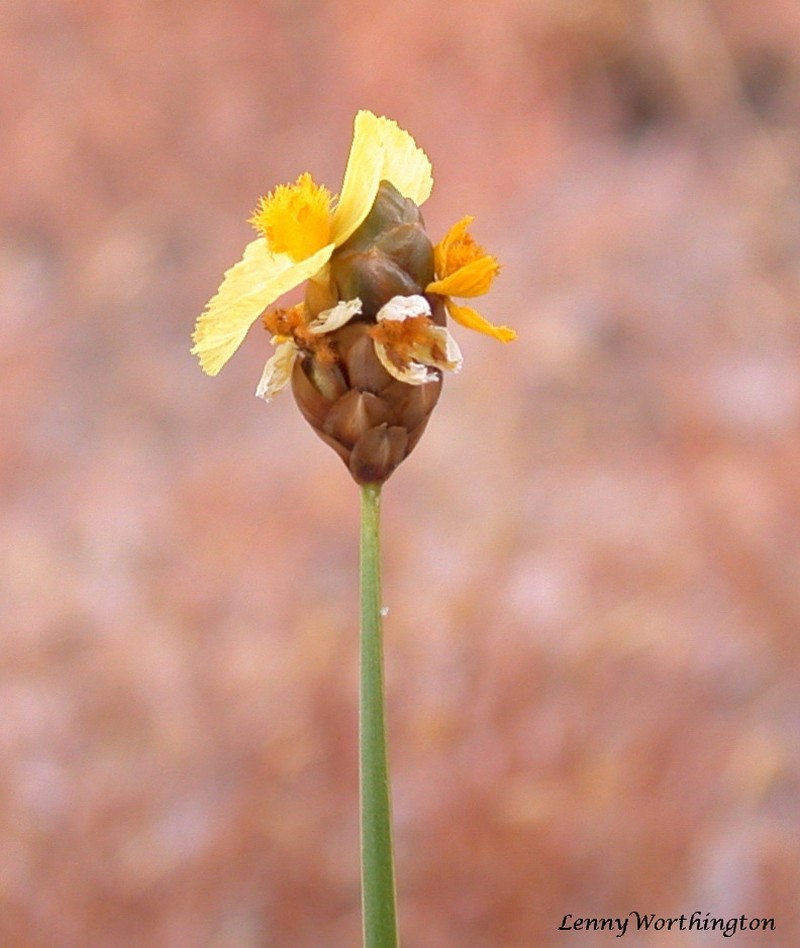 Fewflowered Yelloweyed Grass