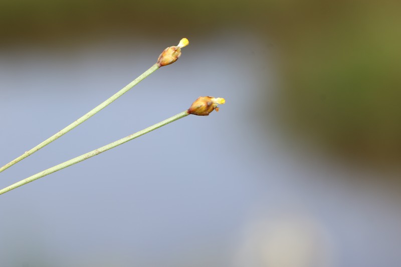 Fewflowered Yelloweyed Grass photo 3