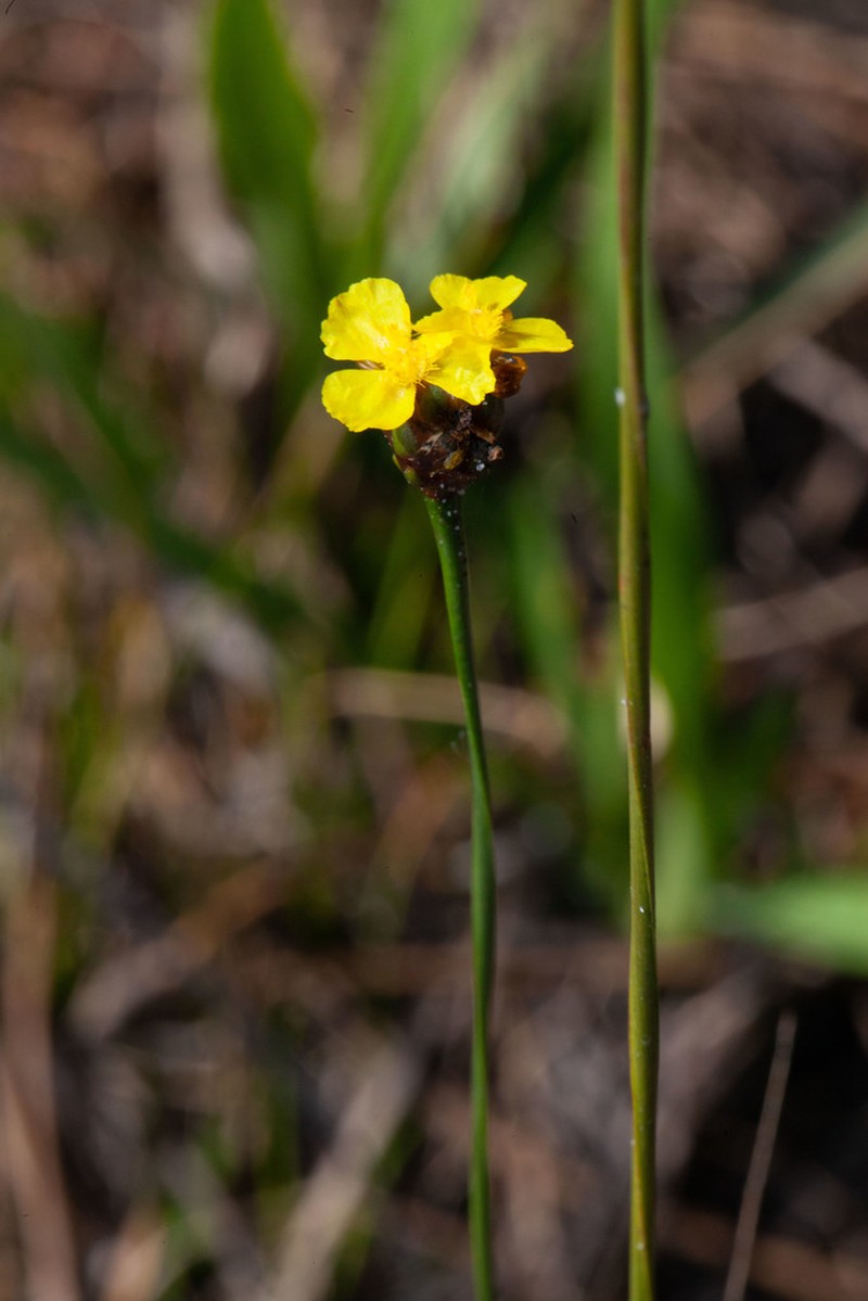 Tall Yelloweyed Grass photo 2