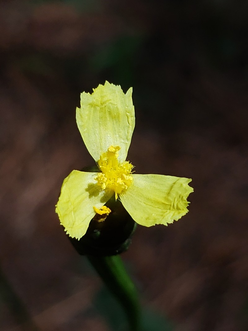 Tall Yelloweyed Grass