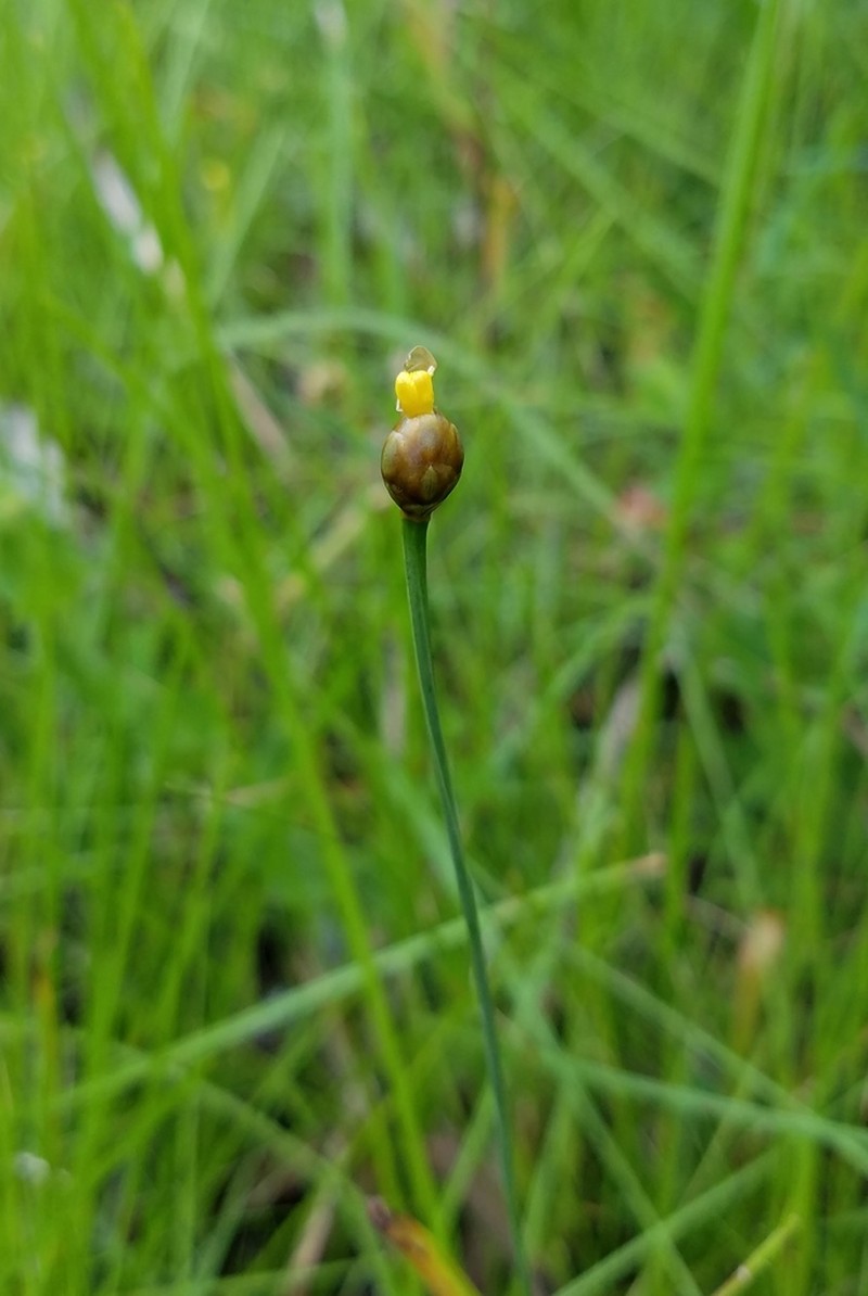 Harper's Yelloweyed Grass