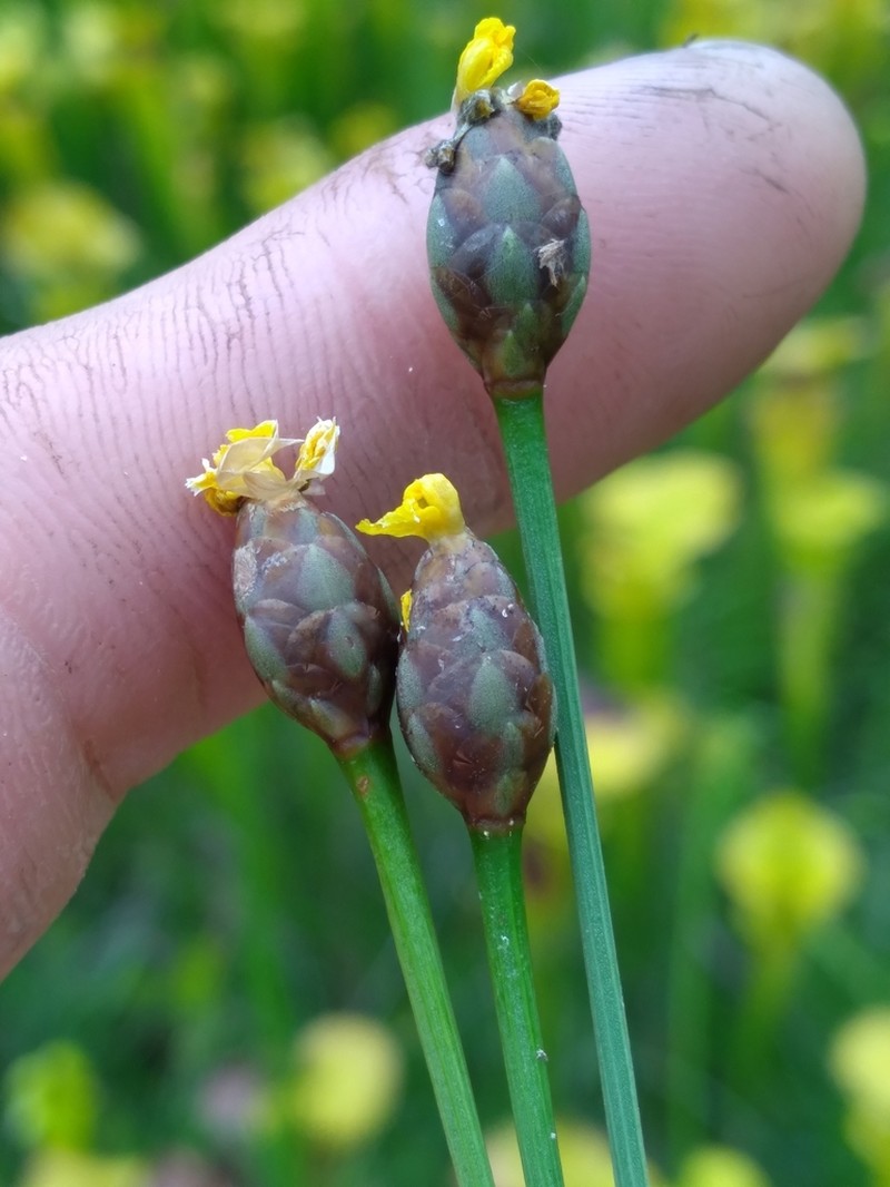 Harper's Yelloweyed Grass photo 2