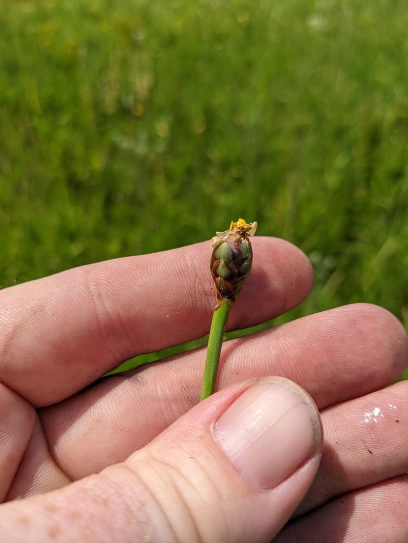 Harper's Yelloweyed Grass photo 5