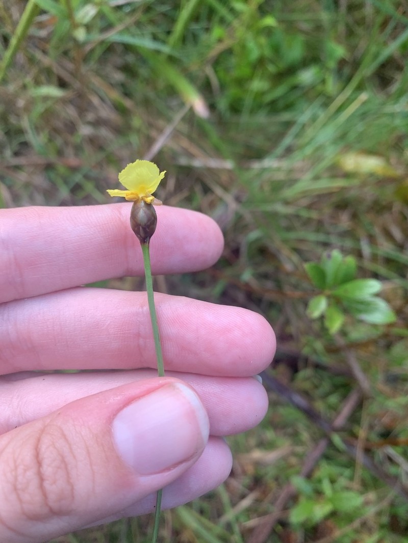 Harper's Yelloweyed Grass photo 6