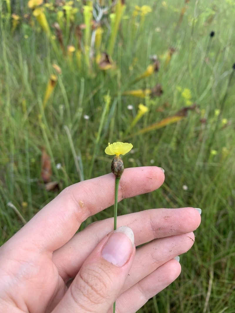 Harper's Yelloweyed Grass photo 7