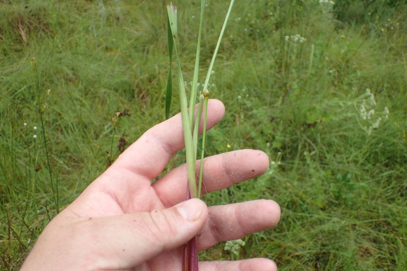 Harper's Yelloweyed Grass photo 8