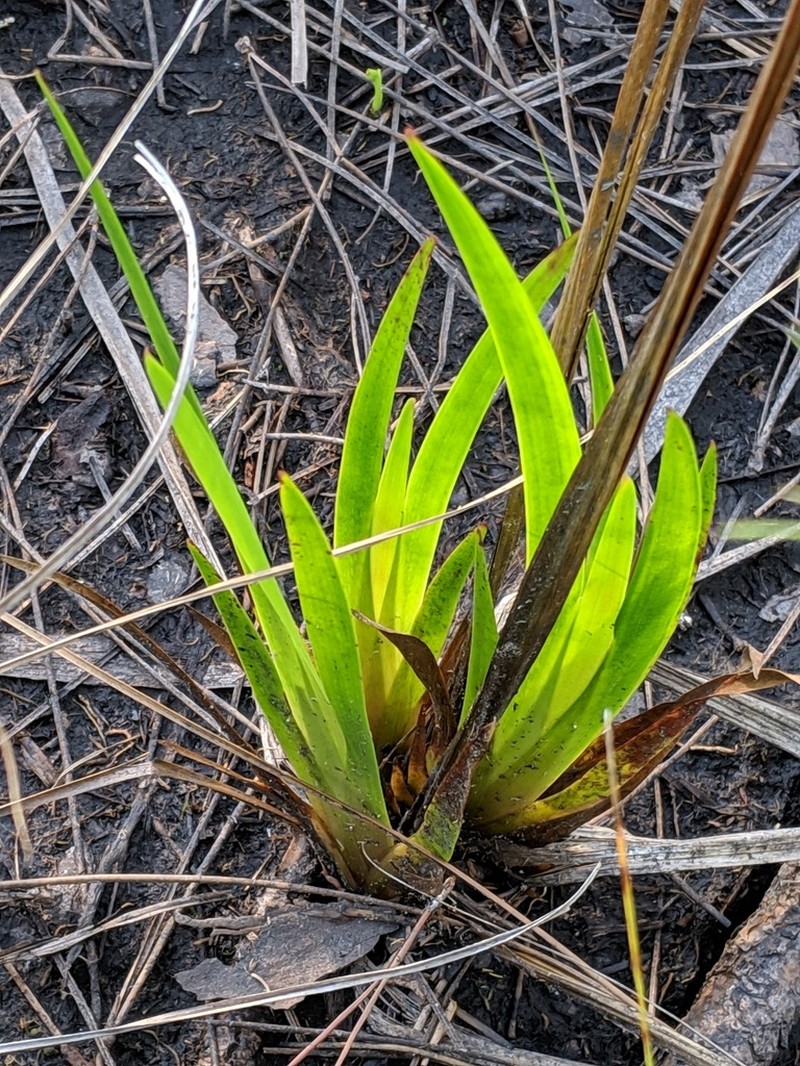 Acidswamp Yelloweyed Grass