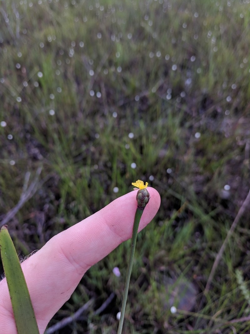 Acidswamp Yelloweyed Grass photo 2