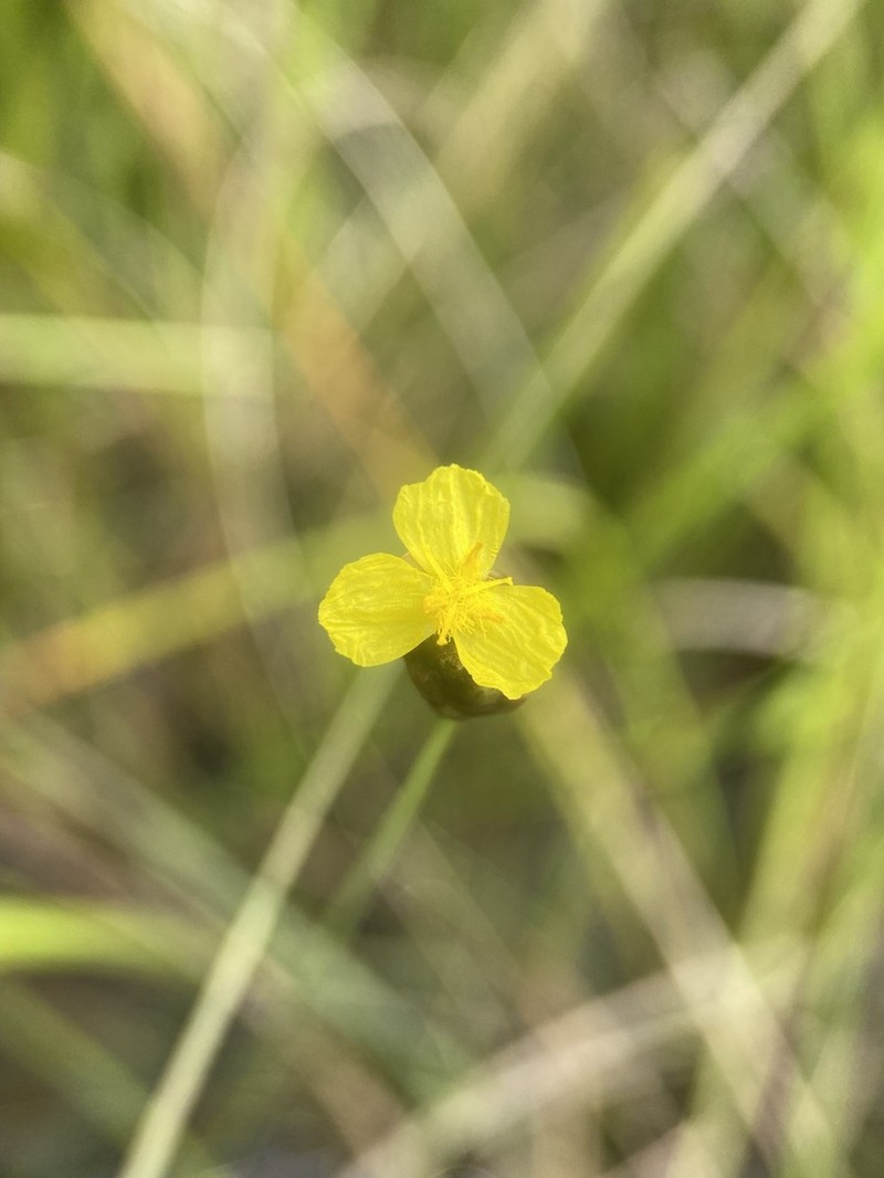 Acidswamp Yelloweyed Grass photo 6