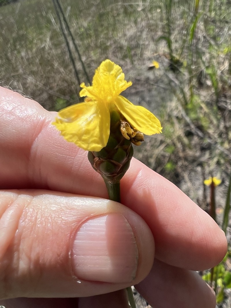 Small's Yelloweyed Grass photo 3