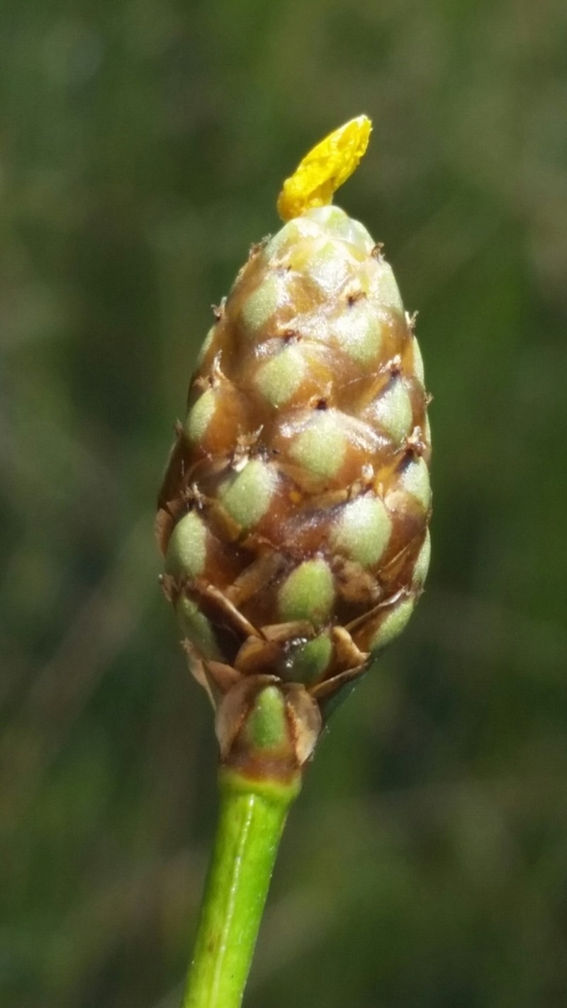 Small's Yelloweyed Grass photo 4