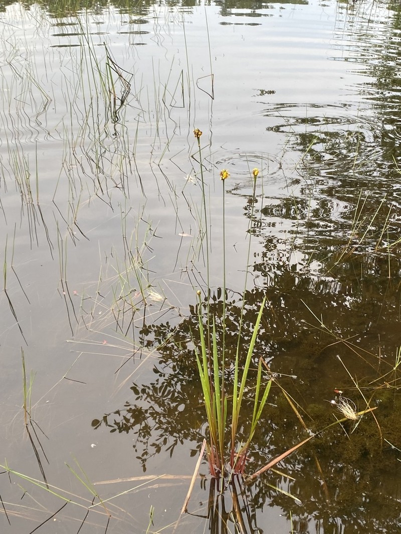 Small's Yelloweyed Grass photo 6