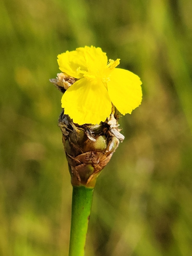 Small's Yelloweyed Grass photo 7