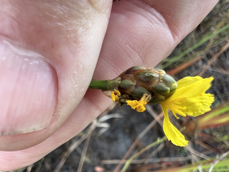 Small's Yelloweyed Grass photo 8