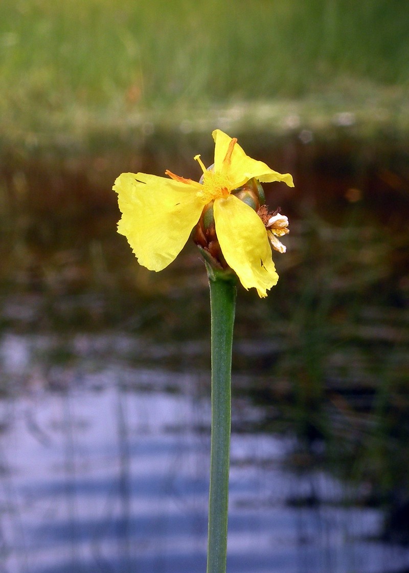 Small's Yelloweyed Grass photo 2