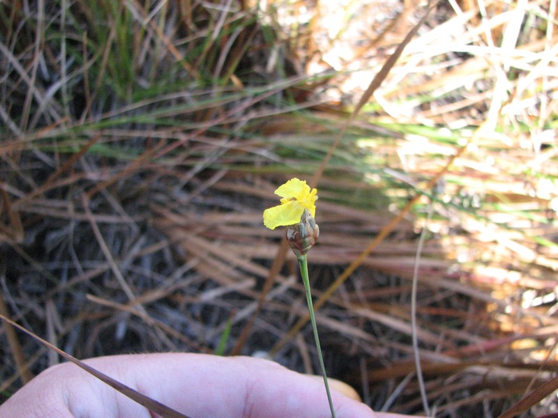 Small's Yelloweyed Grass