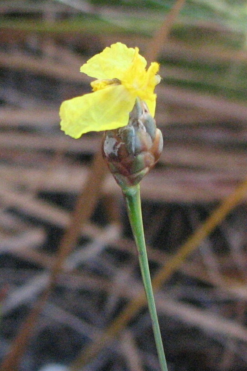 Small's Yelloweyed Grass photo 5
