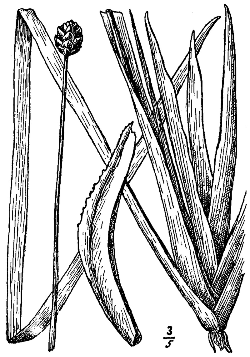 Small's Yelloweyed Grass photo 6