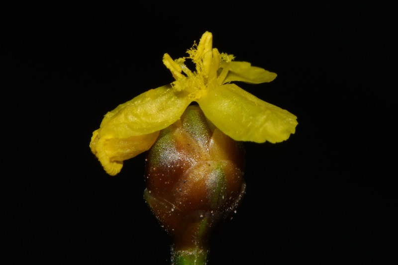 Xyris spathifolia