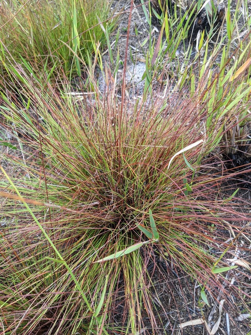 Xyris stenotera