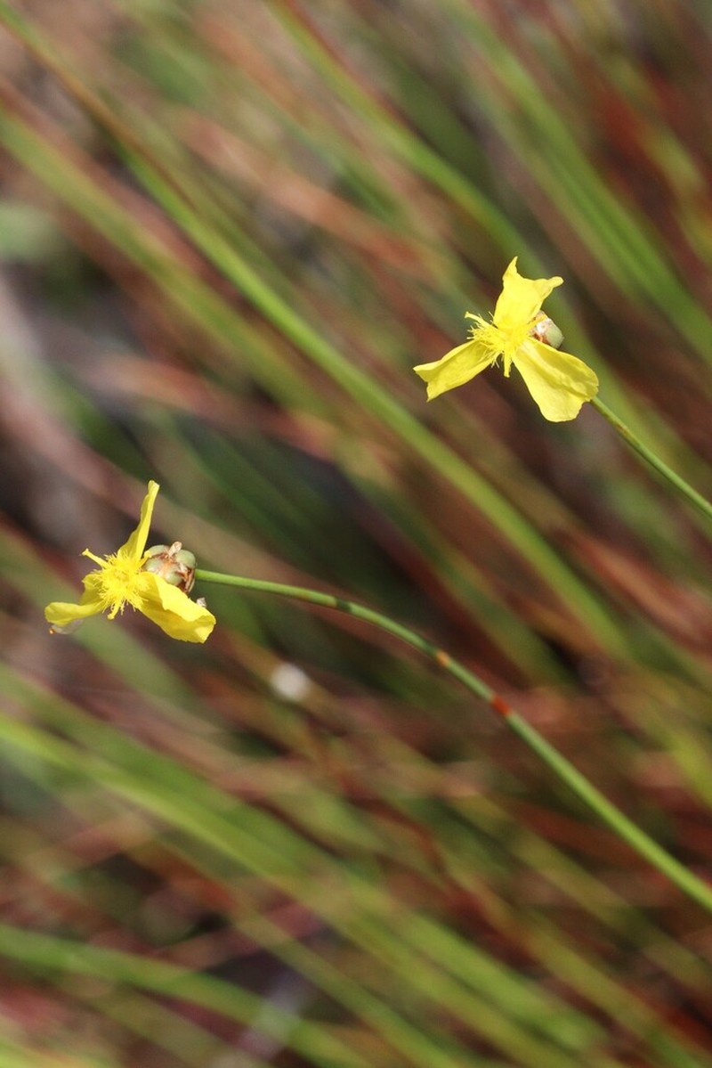 Xyris stenotera photo 4