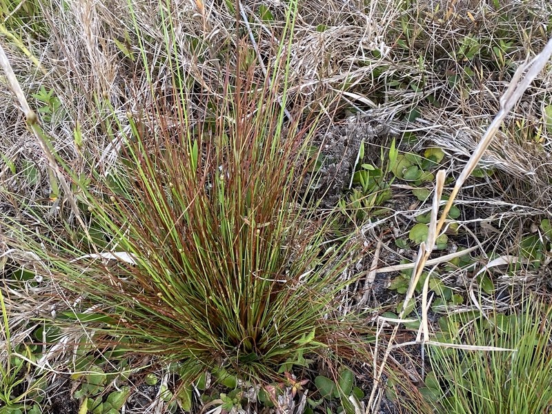 Xyris stenotera photo 6
