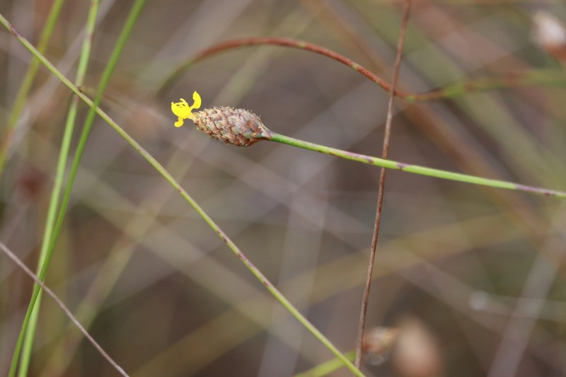 Xyris stenotera photo 7