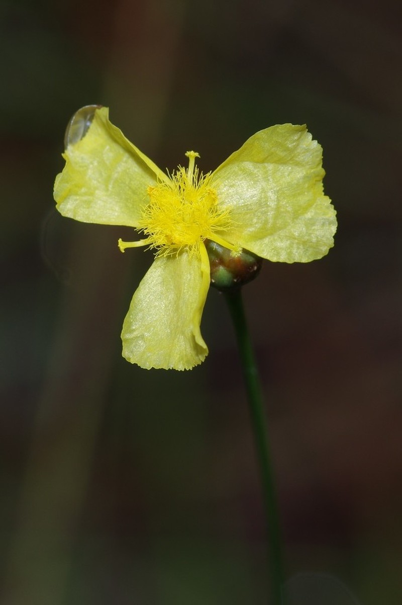 Xyris stenotera photo 8