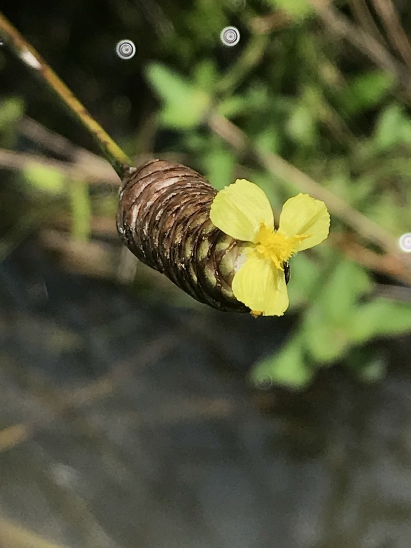 Pineland Yelloweyed Grass