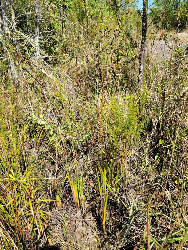 Pineland Yelloweyed Grass photo 2