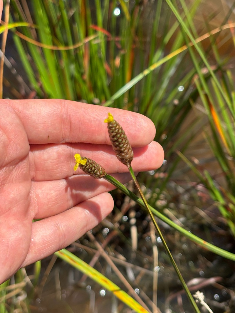 Pineland Yelloweyed Grass photo 3