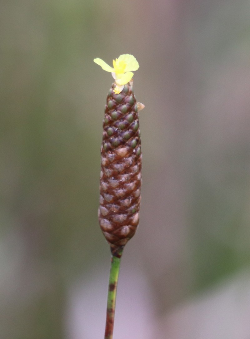 Pineland Yelloweyed Grass photo 5