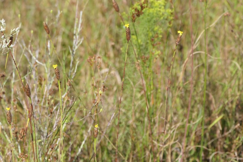 Pineland Yelloweyed Grass photo 7