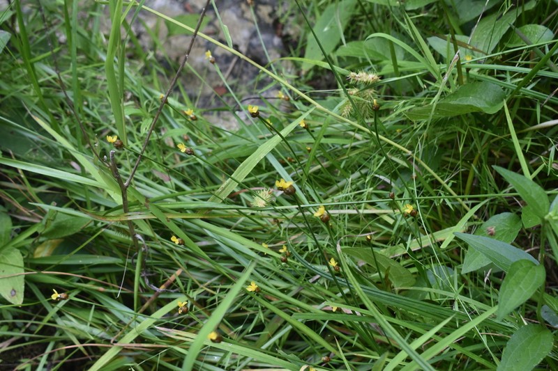 Tennessee Yelloweyed Grass photo 2