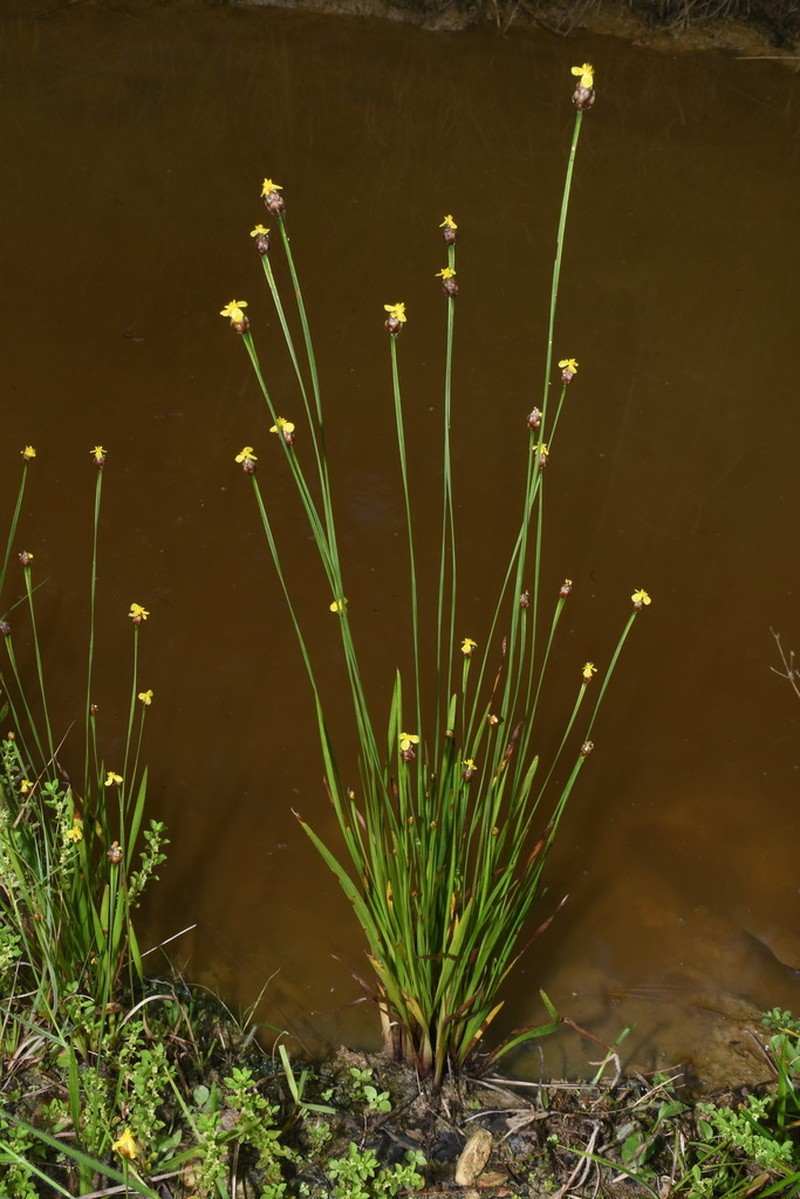 Tennessee Yelloweyed Grass photo 3
