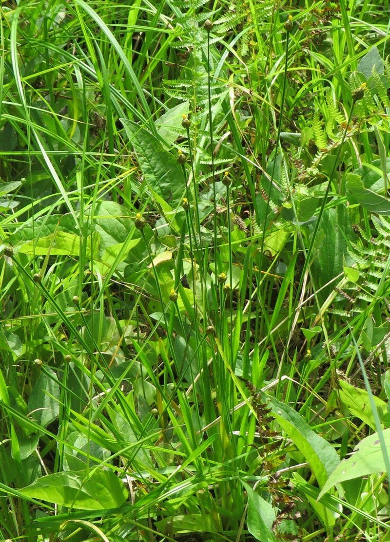 Tennessee Yelloweyed Grass photo 4