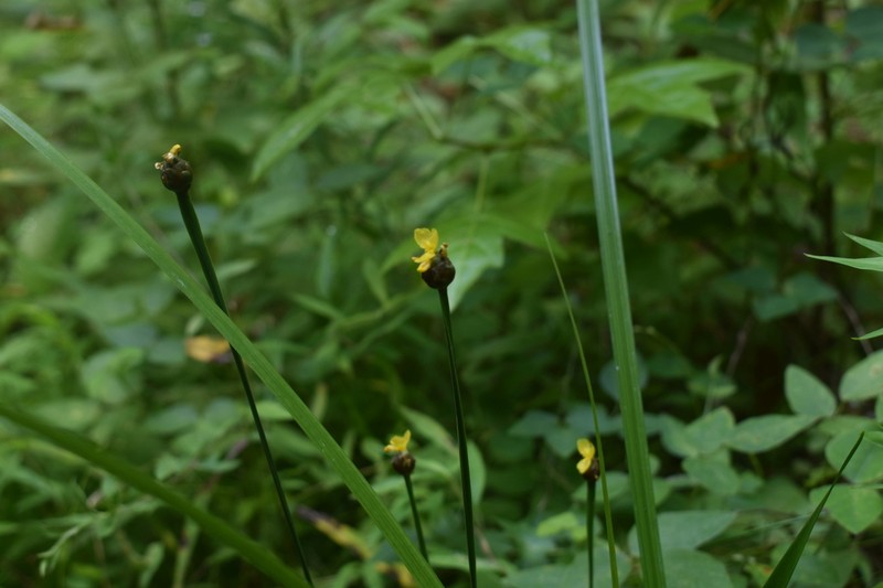 Tennessee Yelloweyed Grass photo 5