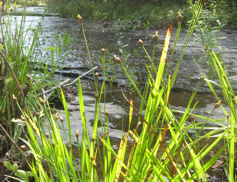 Tennessee Yelloweyed Grass photo 6