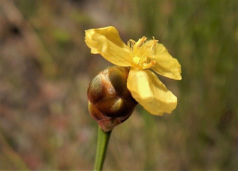 Slender Yelloweyed Grass photo 3
