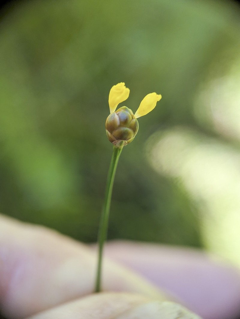 Slender Yelloweyed Grass photo 4
