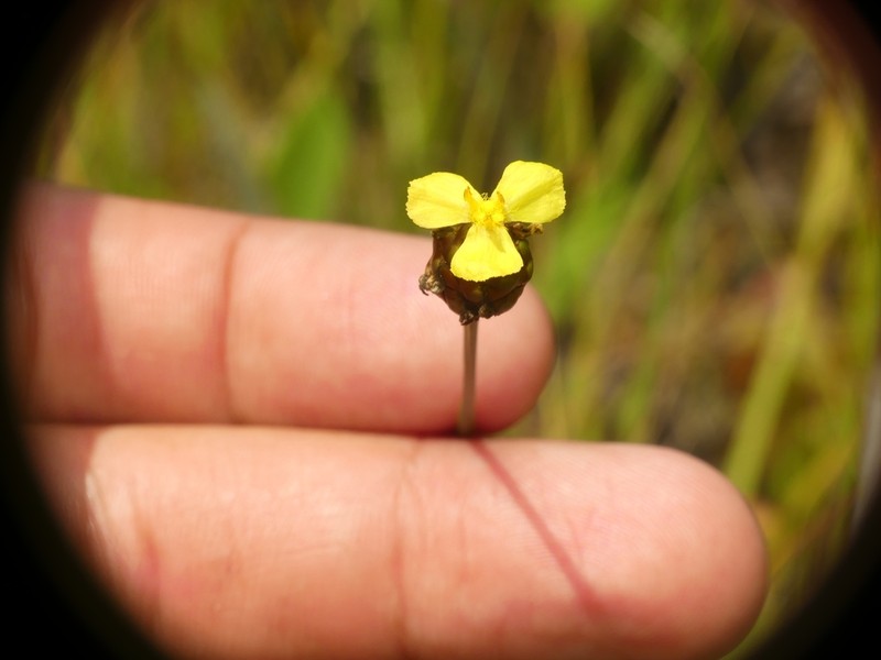 Slender Yelloweyed Grass photo 6