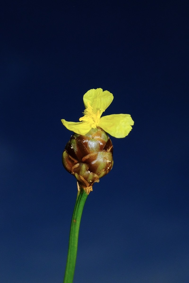 Slender Yelloweyed Grass photo 7