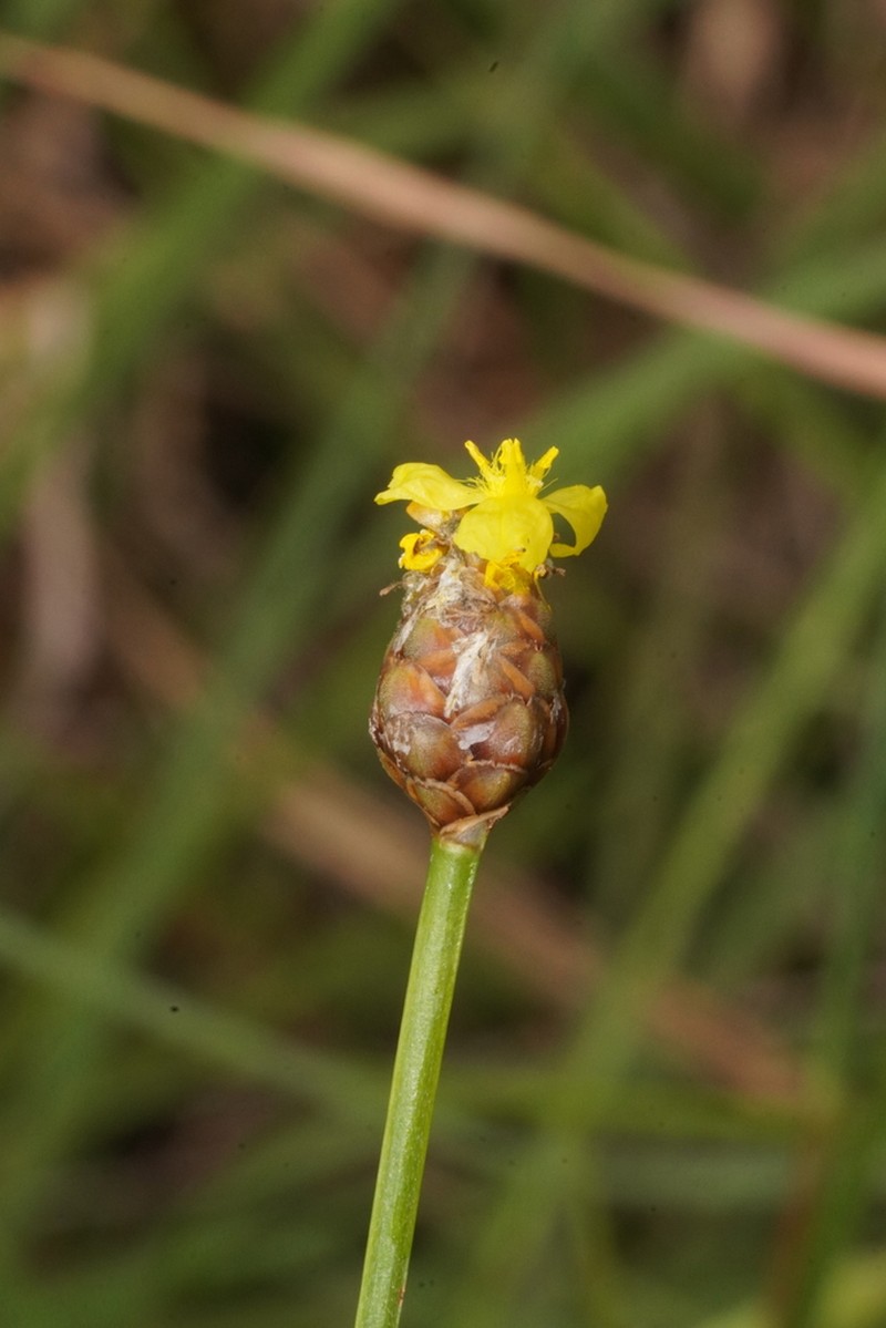 Slender Yelloweyed Grass photo 8